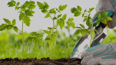 Planting